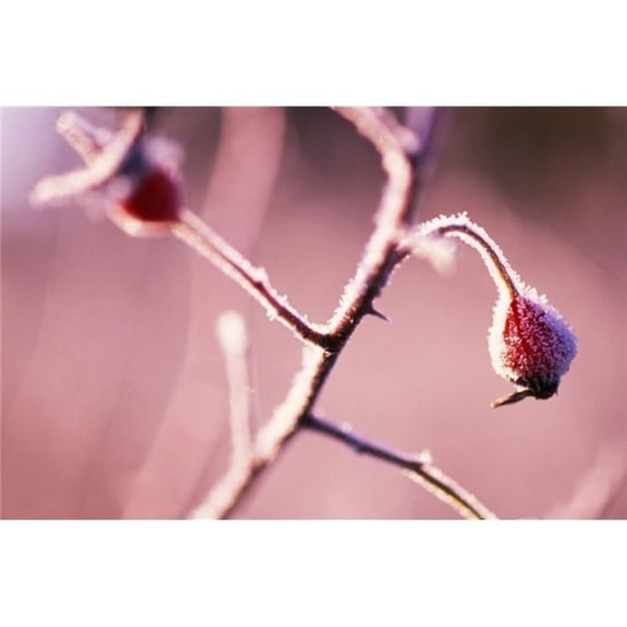 Frost On Bushes Poster Print by Natural Selection Craig Tuttle - 36 x 24 - Large