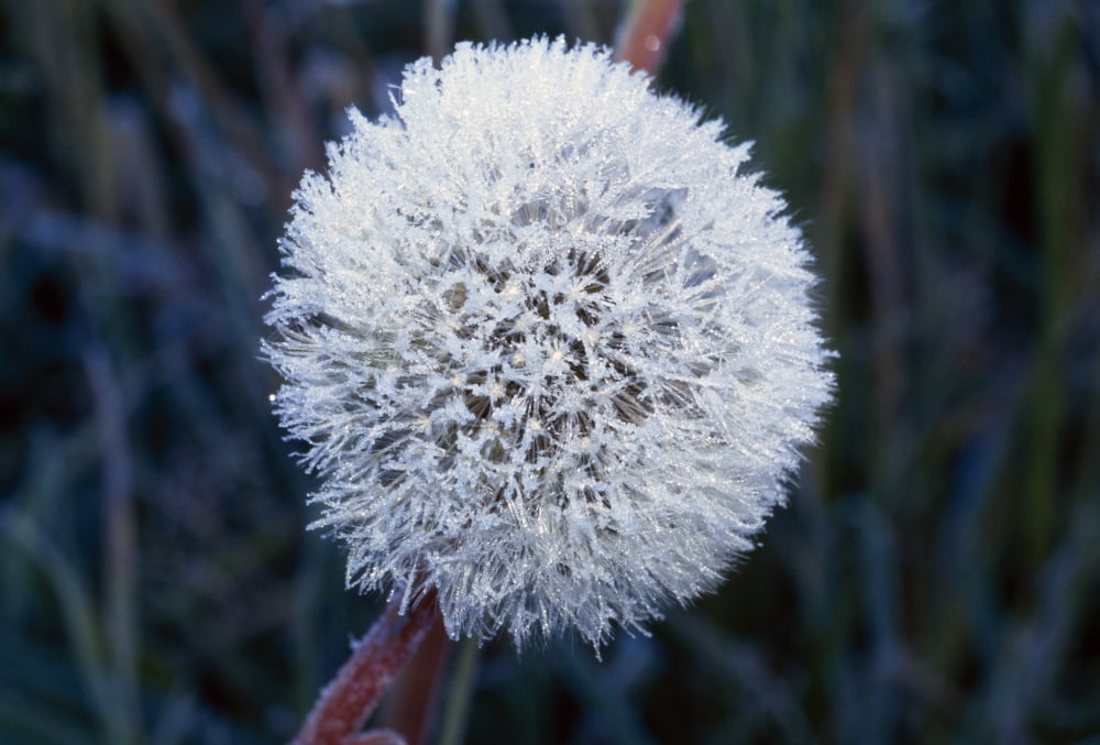 Frost On Mature Dandelion Blossom Canvas Art - Natural Selection Craig Tuttle Design Pics (36 x 24)