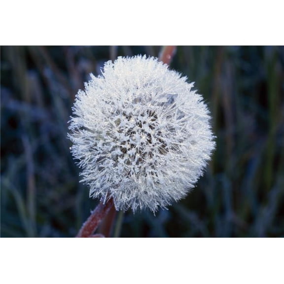 Frost On Mature Dandelion Blossom Poster Print by Natural Selection Craig Tuttle, 36 x 24 - Large