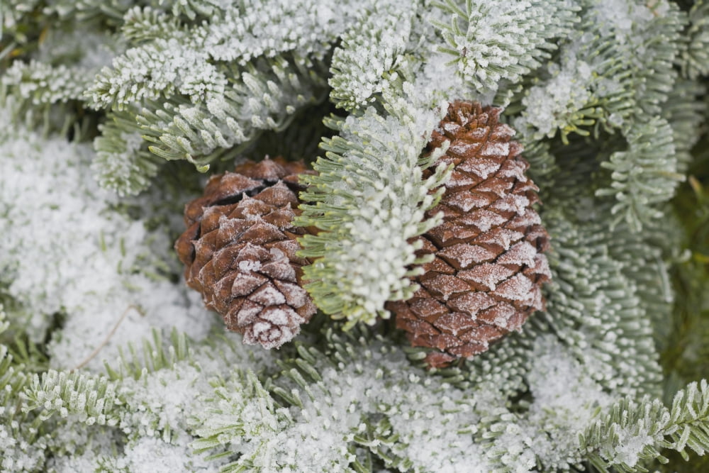 Frost On Pine Cones Canvas Art - Craig Tuttle Design Pics (19 x 12)