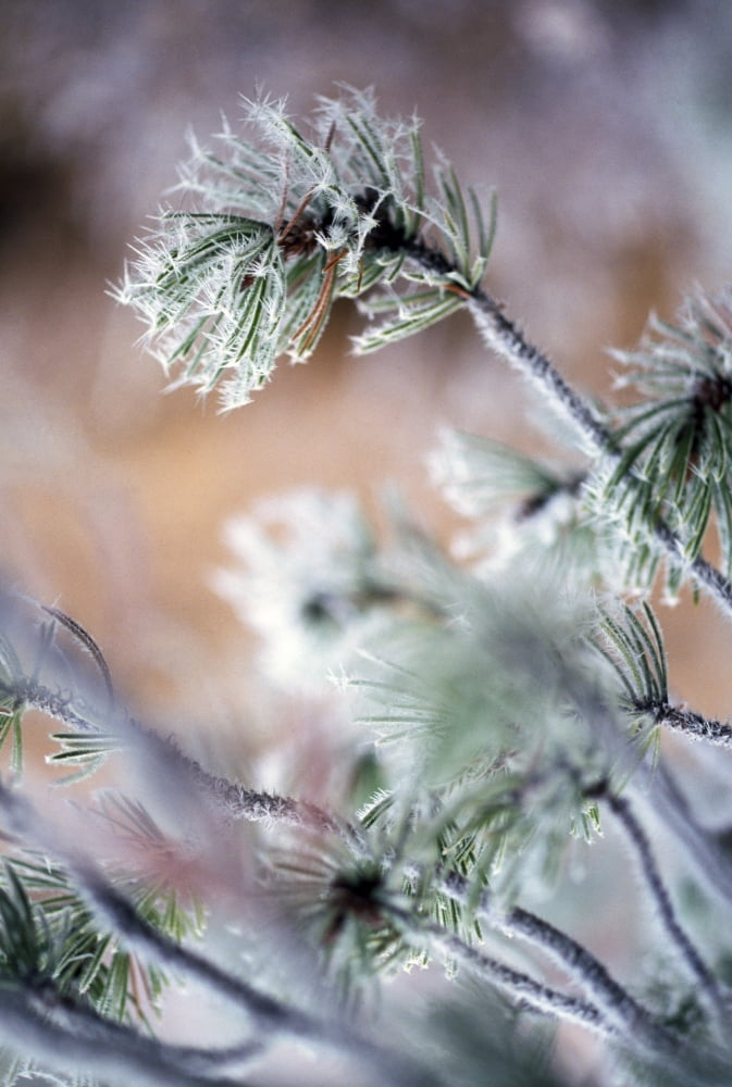 Frost On Pine Tree Branches Canvas Art - Natural Selection Craig Tuttle Design Pics (12 x 18)