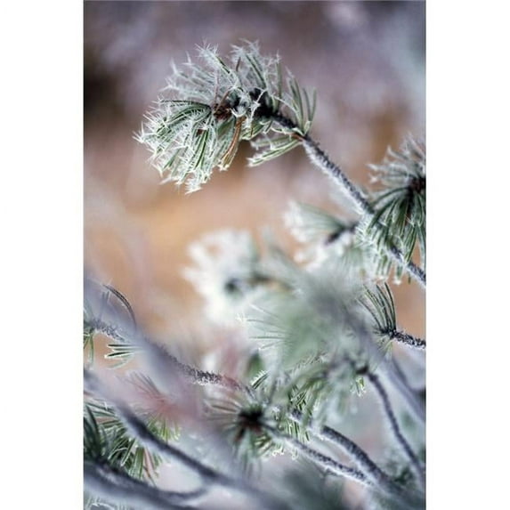Frost On Pine Tree Branches Poster Print by Natural Selection Craig Tuttle, 12 x 18