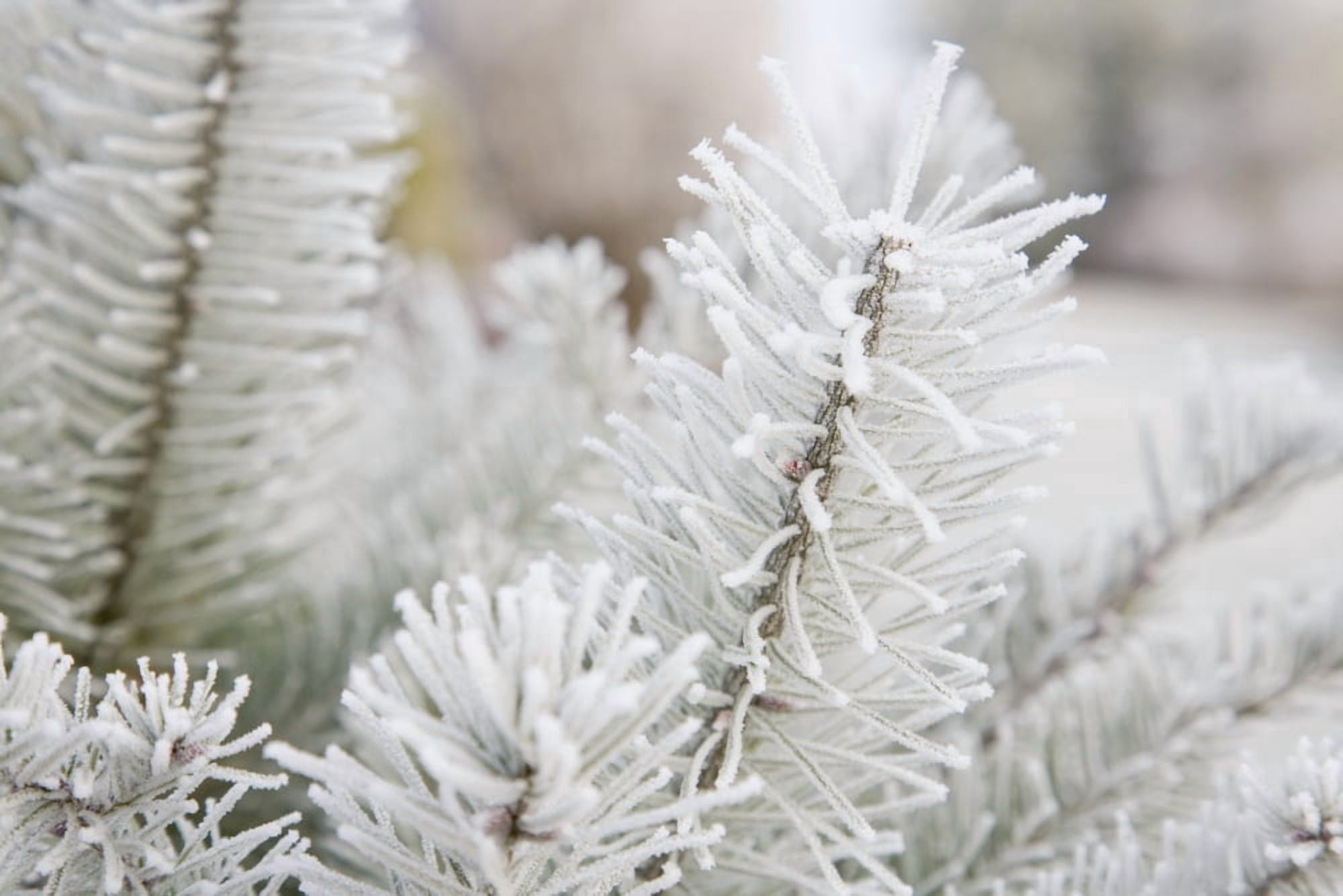 Frost On Pine Tree Canvas Art - Craig Tuttle Design Pics (19 x 12)