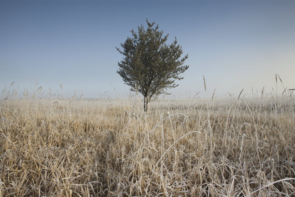 Frost On Tall Grass Thunder Bay Ontario Canada Canvas Art - Susan Dykstra Design Pics (19 x 12)