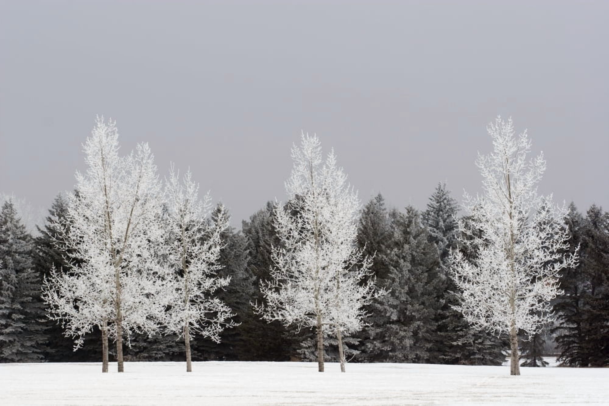 Frost On Trees Calgary Alberta Canada Canvas Art - Michael Interisano Design Pics (19 x 12)