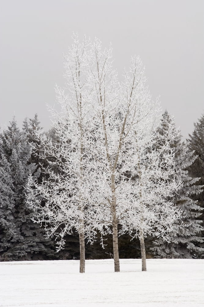 Frost On Trees Canvas Art - Michael Interisano Design Pics (12 x 19)
