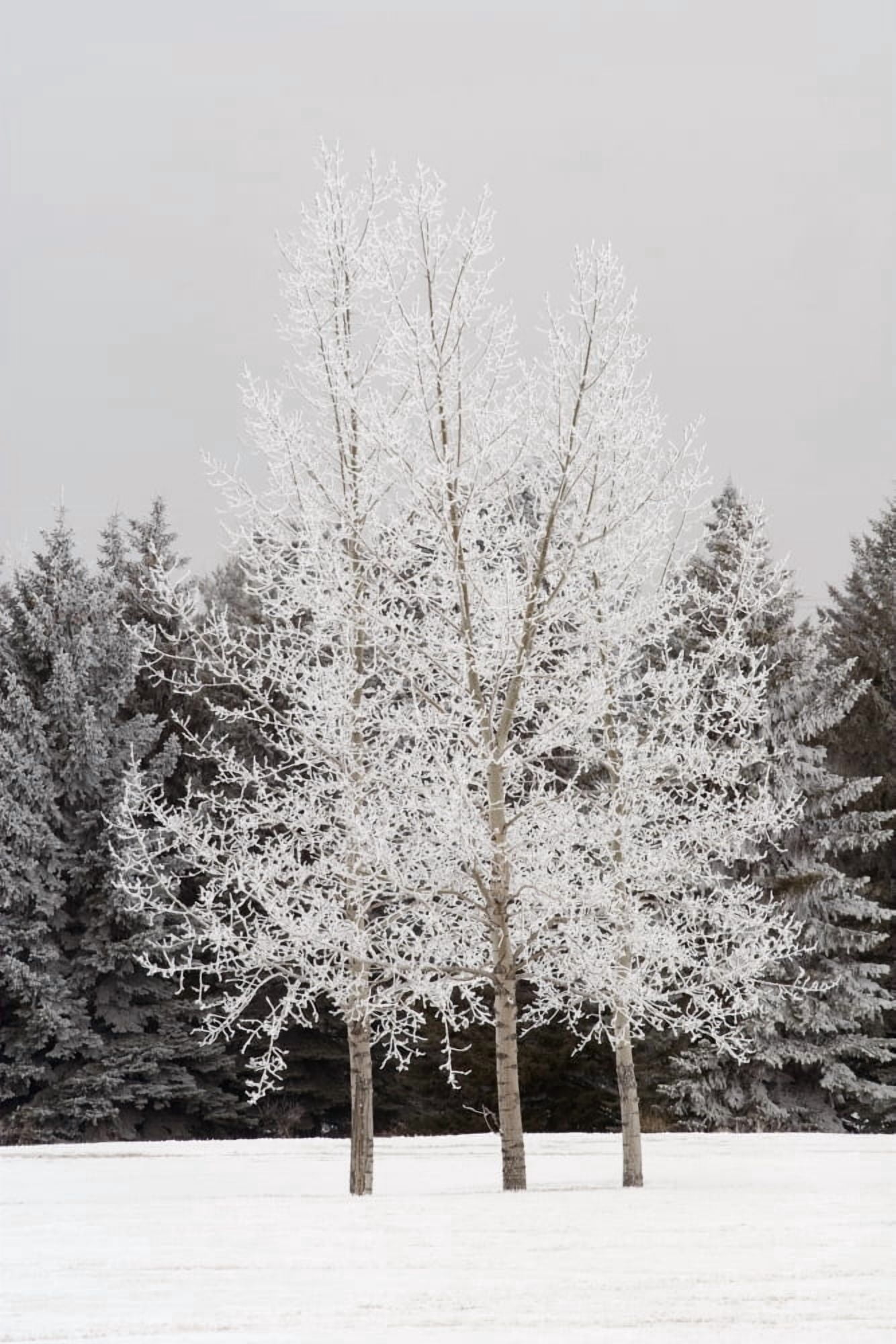 Frost On Trees Canvas Art - Michael Interisano Design Pics (24 x 38)