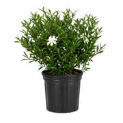 Expert Gardener Frost Proof Gardenia Bush (2.5 Gallon) Blooming Evergreen Shrub with Fragrant White Flowers