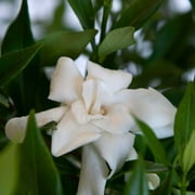 FLOWERWOOD Frost Proof Gardenia Bush (2.5 Quart) Blooming Evergreen Shrub with Fragrant White Flowers