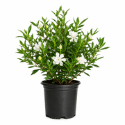 Expert Gardener Frost Proof Gardenia Bush (2.5 Quart) Blooming Evergreen Shrub with Fragrant White Flowers