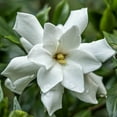 thumbnail image 1 of Expert Gardener Frost Proof Gardenia Bush (2.5 Quart) Blooming Evergreen Shrub with Fragrant White Flowers, 1 of 8