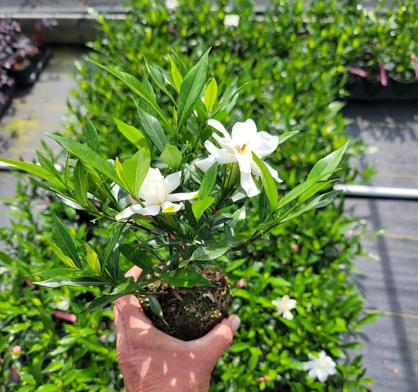 Frost Proof Gardenia ( Cape Jasmine ) - Live Plant - ( 1 QT ) | Full Sun | Evergreen | Fragrant Flowers