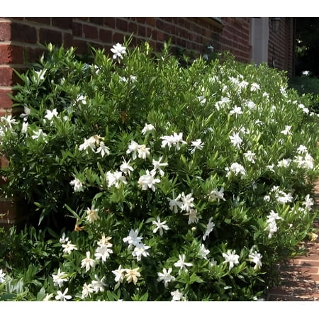 Frost Proof Gardenia - Live Plant - ( TG )