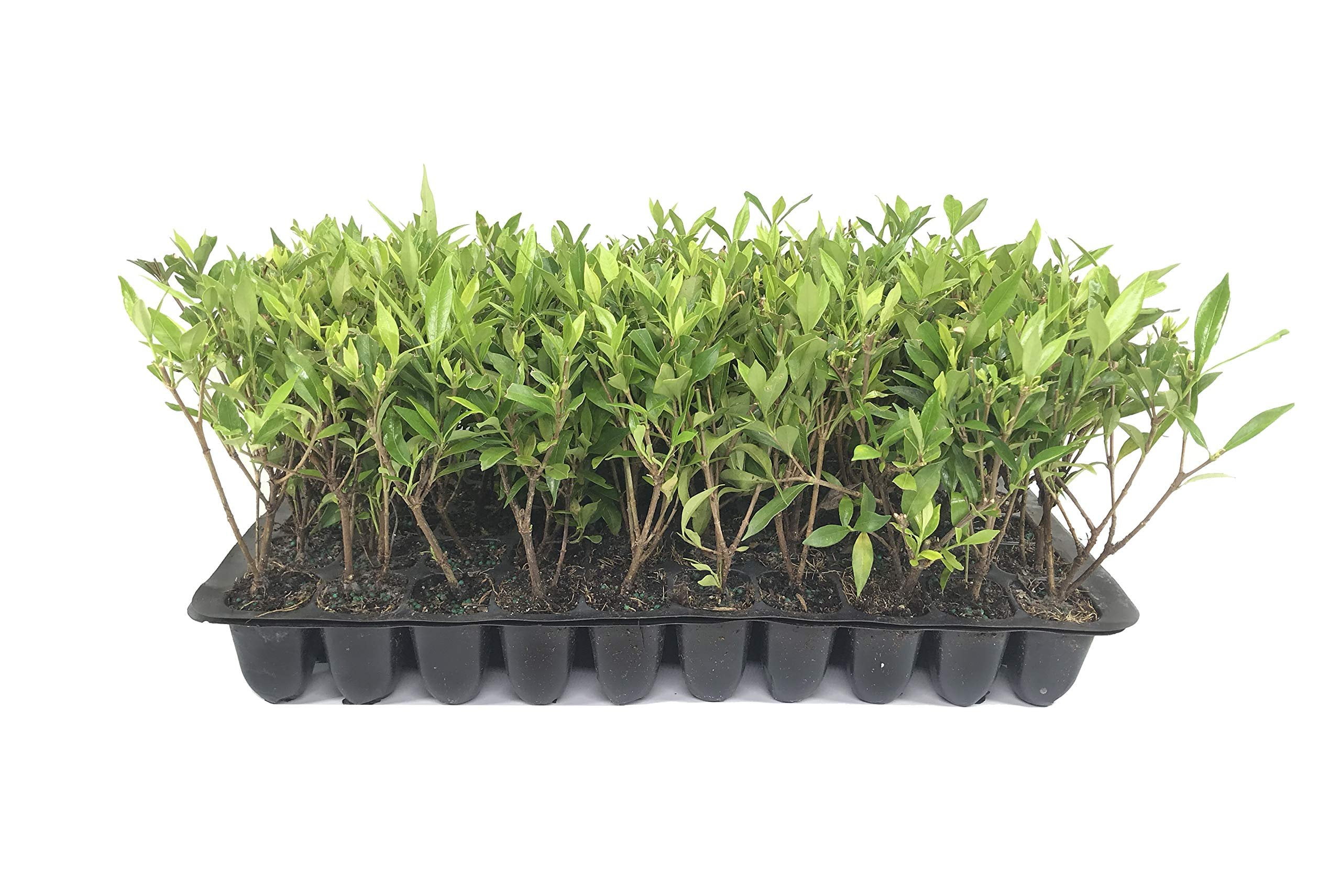 Frost Proof Gardenia Qty 30 Live Evergreen Plants Fragrant Flowers Showy Blooms