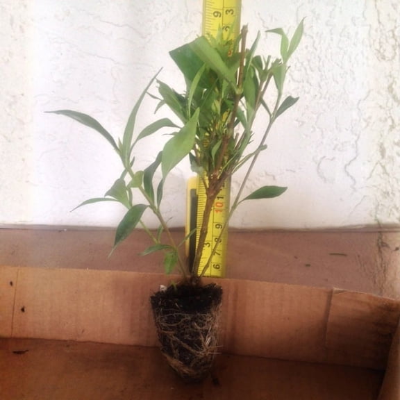 Frost Proof Gardenias – live starter plants less than 12 inches tall