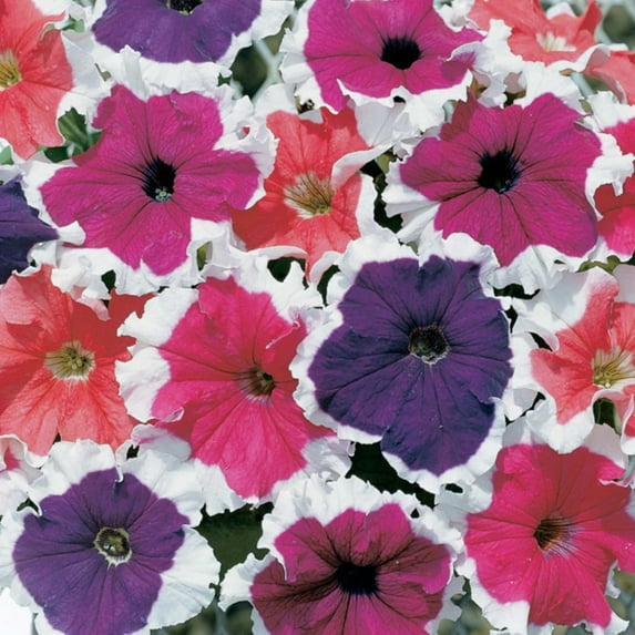 Frost Series Petunia Mix ~100 Seeds – Bicolor Grandiflora Petunias – Non-GMO, Annual – 98–105 Days – 12–15" Mounding Plants – Window Box & Hanging Basket Flower