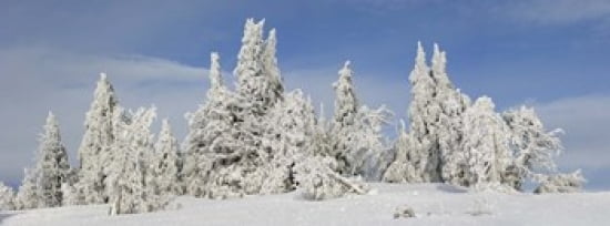 Frost and ice on trees in midwinter Crater Lake National Park Oregon USA Canvas Art - Panoramic Images (30 x 12)