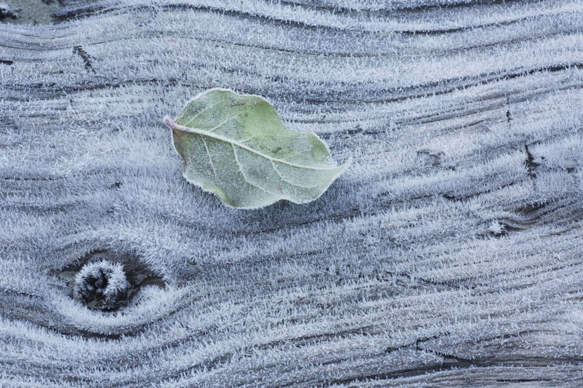 Frost covered log and leaf along mackenzie beach at sunriseTofino british columbia canada Canvas Art - Robert Postma Design Pics (19 x 12)
