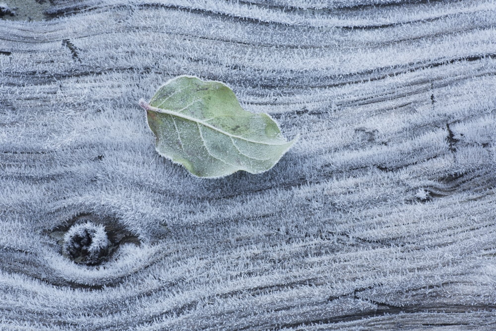 Frost covered log and leaf along mackenzie beach at sunriseTofino british columbia canada Canvas Art - Robert Postma Design Pics (38 x 24)