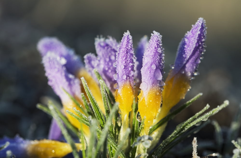 Frost forms on crocuses in the spring Astoria Oregon United States of America Canvas Art - Robert L Potts Design Pics (19 x 12)