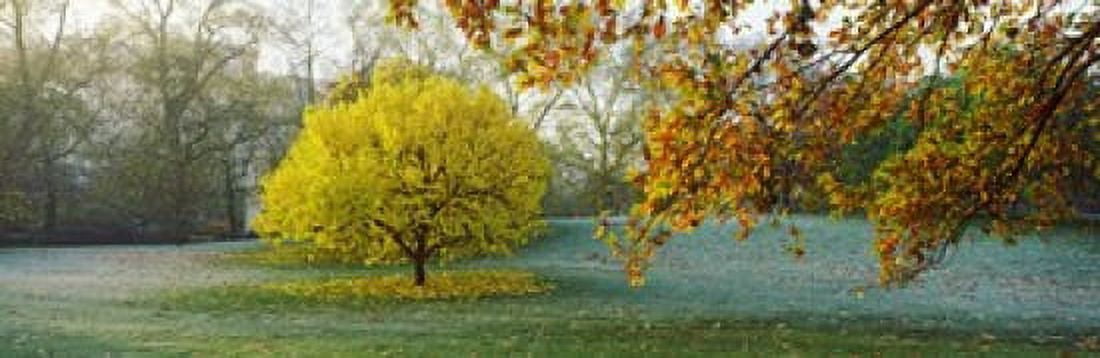 Frost in autumn St Jamess Park City Of Westminster London England Canvas Art - Panoramic Images (18 x 6)