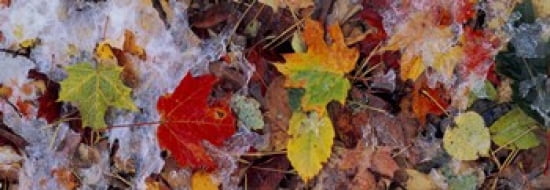 Frost on leaves Vermont USA Canvas Art - Panoramic Images (36 x 13)