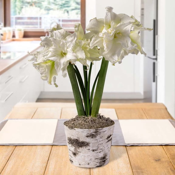 Frosted Birch Potted Bulb Garden - Simply Water and Flowers Open in 3-6 Weeks - Grows Well In Containers - Gift Ready Flower Bulbs - Indoor Live Flowering Plants