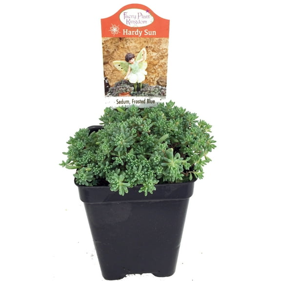 Frosted Blue Sedum - Loves the Sun - 2.5" Pot - Fairy Garden Plant or Outdoors