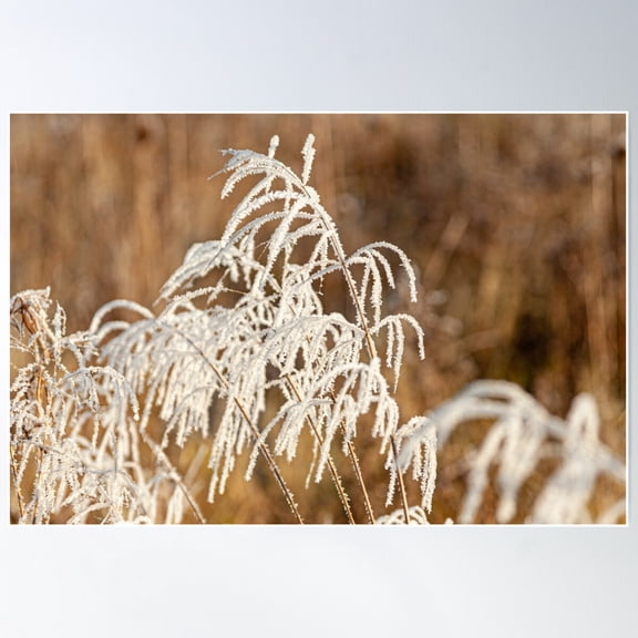 Frosted Grasses Poster Wall Art, Modern Wall Decor For Living Room Bedroom, 8x12 UNFRAMED