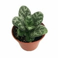 thumbnail image 1 of Frosted Jade Asian Violet - Primulina pseudoyungfuensis - 2.5" Pot - House Plant, 1 of 4