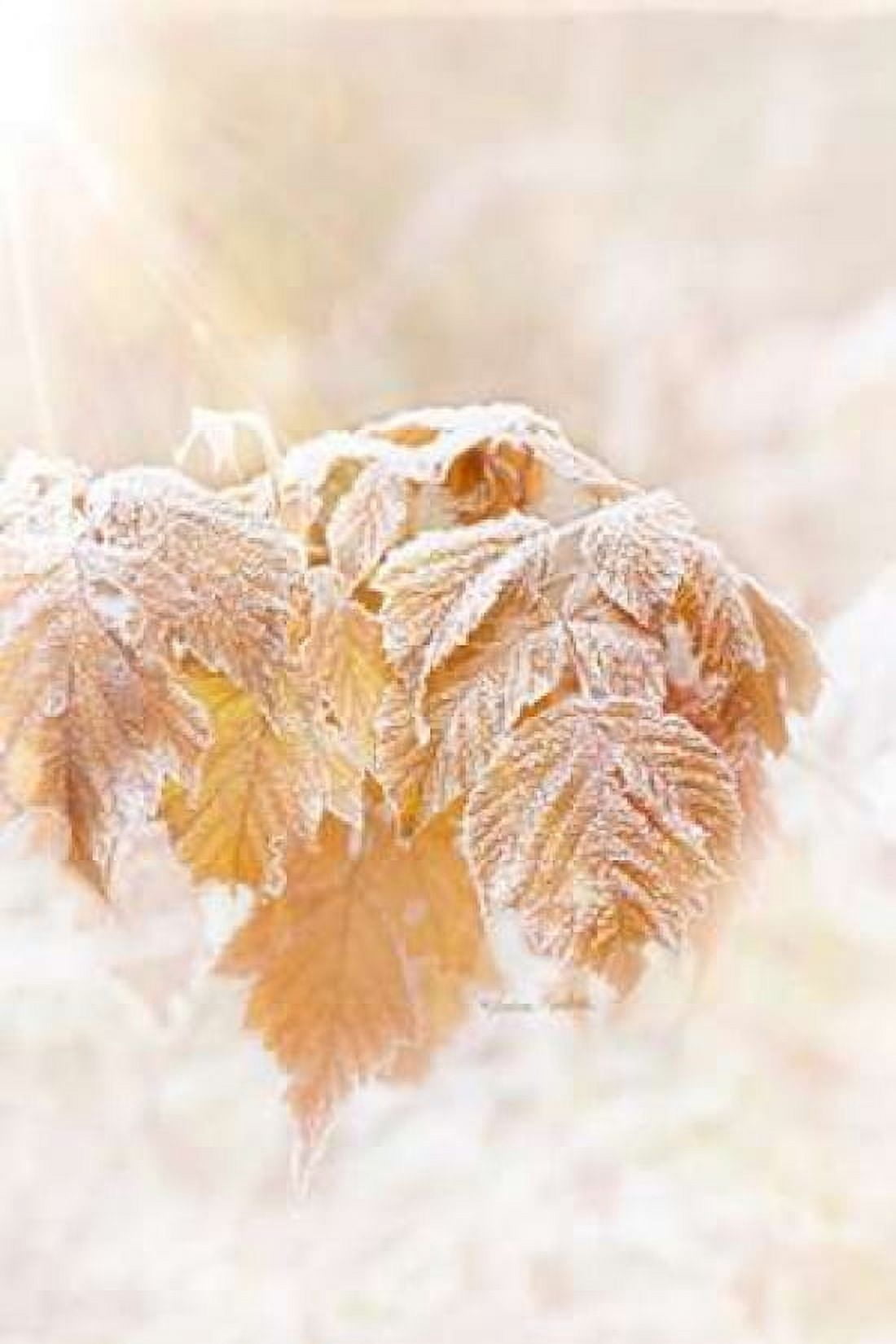Frosted Leaves Canvas Art - Ramona Murdock (12 x 18)