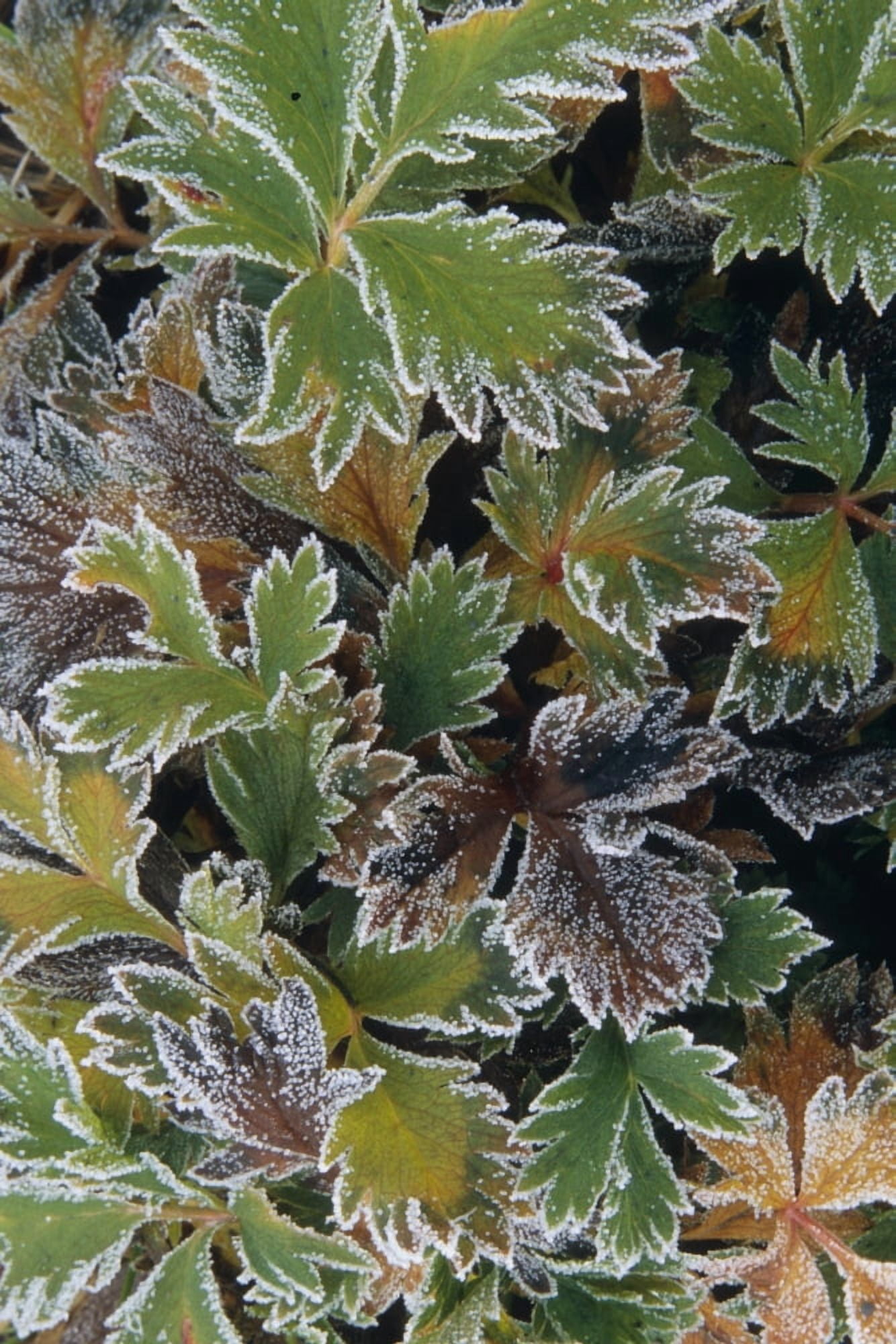 Frosted Leaves On Tundra Sc Alaska Autumn Close Up Canvas Art - Calvin Hall Design Pics (12 x 18)