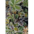 thumbnail image 1 of Frosted Leaves On Tundra Sc Alaska Autumn Close Up Poster Print (24 x 36), 1 of 4