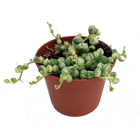 Frosted String of Pearls - Senecio t - 2.5" Pot