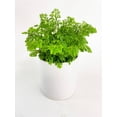 thumbnail image 1 of Bumble Plants Frosted Tip Fern Selaginella Kraussiana - Full Live Colorful Houseplant in Nursery Pot, Easy Care, Indoor Plant for Beginners, 1 of 3