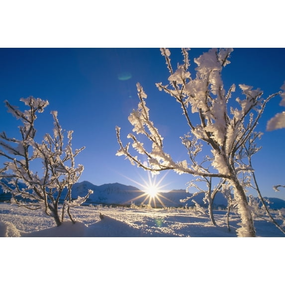 Frosted Trees Backlit @ Sunrise On Broad Pass Sc Ak Winter Poster Print (19 x 12)