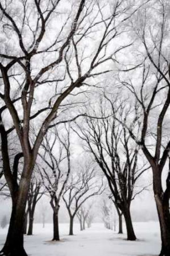 Frosted Trees I Canvas Art - Beth Wold (24 x 36)