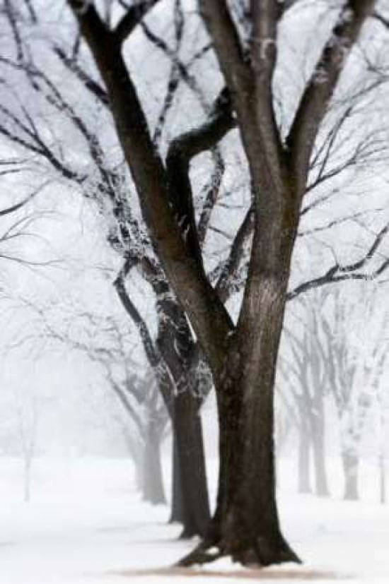 Frosted Trees II Canvas Art - Beth Wold (12 x 18)