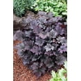 thumbnail image 1 of Frosted Violet Coral Bells - Heuchera -Gallon Pot - Shade Perennial, 1 of 4
