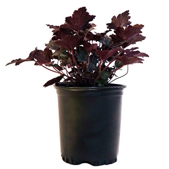 Frosted Violet Coral Bells