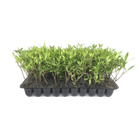 Frostproof | 3 Live Plants | Gardenia Jasminoides | Fragrant Evergreen Shrub, White Blooms, Low Maintenance, Partial Sun, Ornamental Hedge, Drought Tolerant, Year-Round Interest, Easy Care