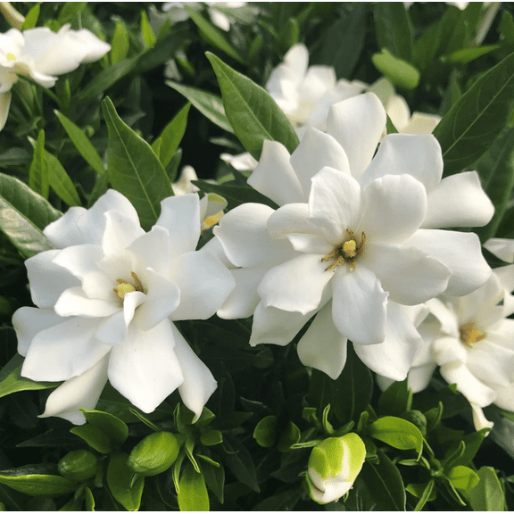 Frostproof Cape Jasmine Live Plant, Fragrant Gardenia Flowering Plant, 47 Inch Tall, Indoor Plant
