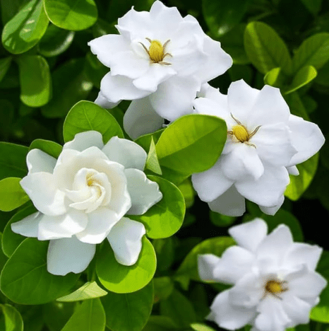 Frostproof Cape Jasmine Plant Live for Planting, Arabian Jasmine Plant for Indoor Outdoor 4 to 6 Inch Tall