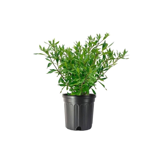 Frostproof Gardenia 1 Large Gallon Size Plant Fragrant Blooming Shrub Gardenia Jasminoides