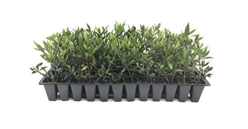 Frostproof Gardenia - 10 Live Plants - Fragrant Blooming Shrub - Gardenia Jasminoides
