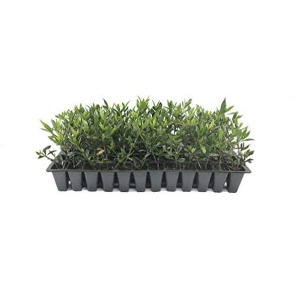 Frostproof Gardenia - 10 Live Plants - Fragrant Blooming Shrub - Gardenia Jasminoides