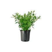 Frostproof Gardenia 2 Large Gallon Size Plants Fragrant Blooming Shrub Gardenia Jasminoides