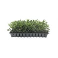 thumbnail image 1 of Frostproof Gardenia - 3 Live Plants - Fragrant Blooming Shrub - Gardenia Jasminoides, 1 of 7