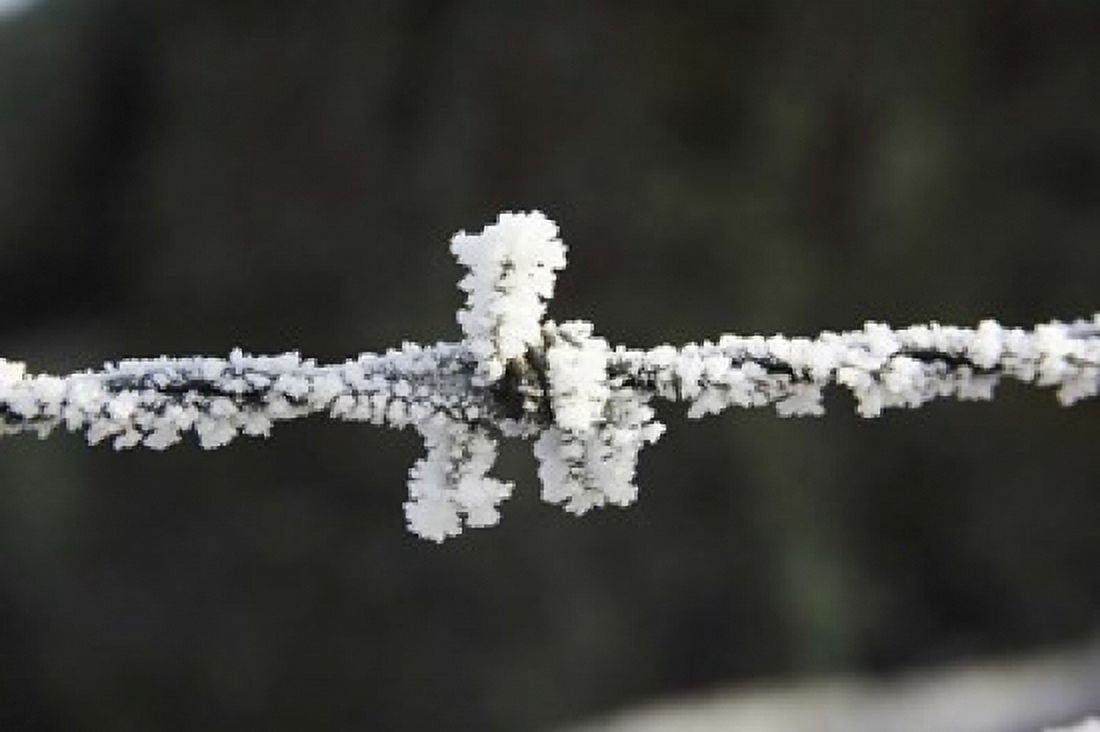Frosty Barbed Wire Otago South Island New Zealand Canvas Art - David Wall DanitaDelimont (17 x 11)