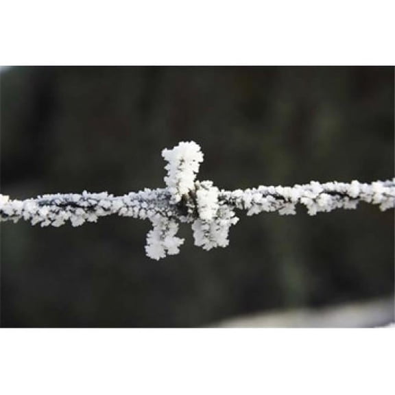 Frosty Barbed Wire Otago South Island New Zealand Poster Print by David Wall - 34 x 23 in.